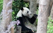 和歌山から戻ったパンダ「浜ファミリー」、四川での暮らしぶり―中国