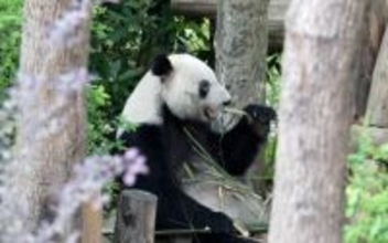 和歌山から戻ったパンダ「浜ファミリー」、四川での暮らしぶり―中国