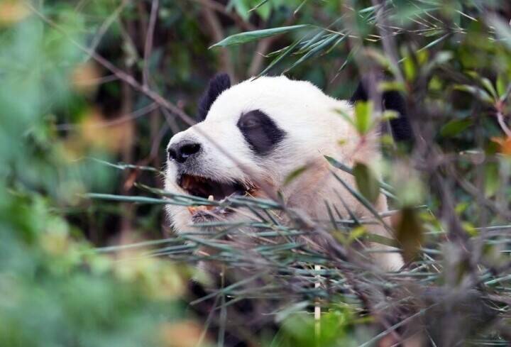 和歌山から戻ったパンダ「浜ファミリー」、四川での暮らしぶり―中国