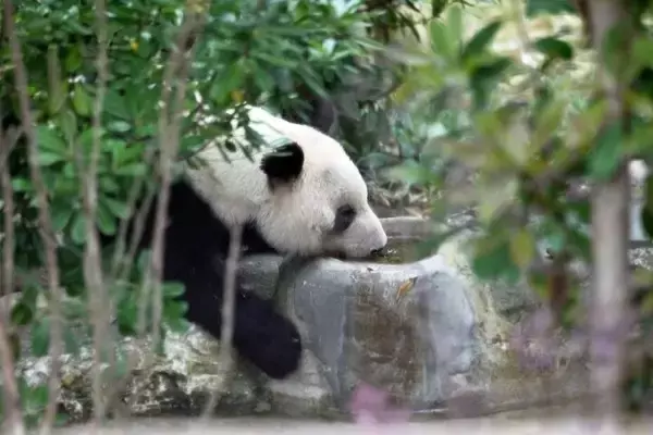 「和歌山から戻ったパンダ「浜ファミリー」、四川での暮らしぶり―中国」の画像