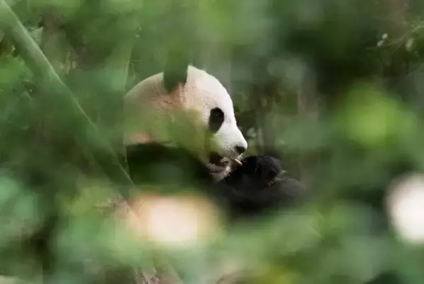 「和歌山から戻ったパンダ「浜ファミリー」、四川での暮らしぶり―中国」の画像