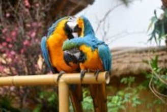 中国の科学者、オウム病の感染ルートを解明