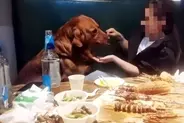ペット不可なのに…客が勝手に犬を連れ込んで串焼きを食べさせた結果、店が営業停止に―中国
