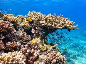 2075年までにほぼすべての浅海サンゴ礁生態系が崩壊に直面―IUCN