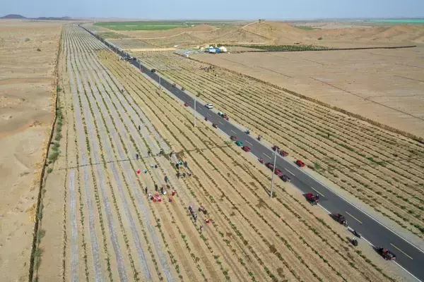 タクラマカン砂漠の砂漠化防止エリア、生薬となる植物がすくすく育つ―中国