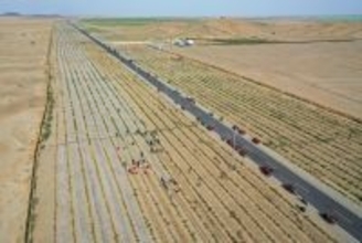 タクラマカン砂漠の砂漠化防止エリア、生薬となる植物がすくすく育つ―中国