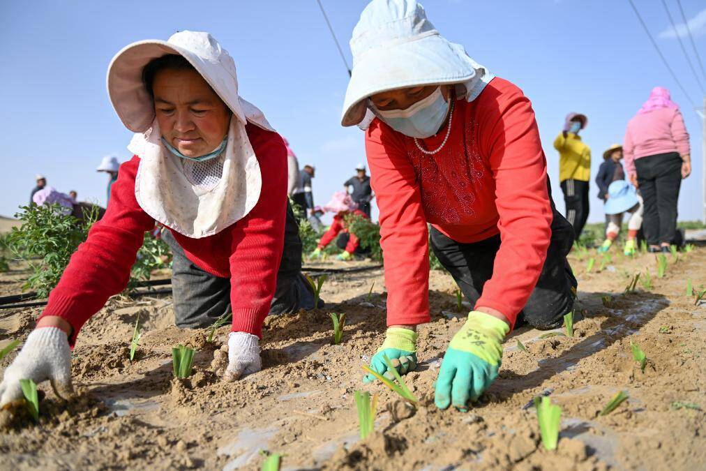 タクラマカン砂漠の砂漠化防止エリア、生薬となる植物がすくすく育つ―中国