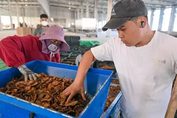 「タクラマカン砂漠の砂漠化防止エリア、生薬となる植物がすくすく育つ―中国」の画像