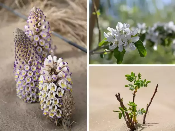 「タクラマカン砂漠の砂漠化防止エリア、生薬となる植物がすくすく育つ―中国」の画像