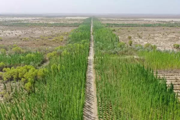 「タクラマカン砂漠の砂漠化防止エリア、生薬となる植物がすくすく育つ―中国」の画像