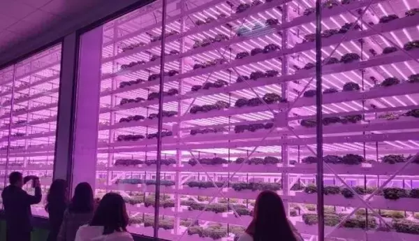 「工場で魚を育て野菜を栽培、楊凌地区のスマート農業が示す「新しい豊穣」―中国」の画像