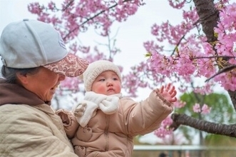 上海桜祭り開幕、「花の開花に合わせて景観を動かす」夜桜モードを初導入―中国