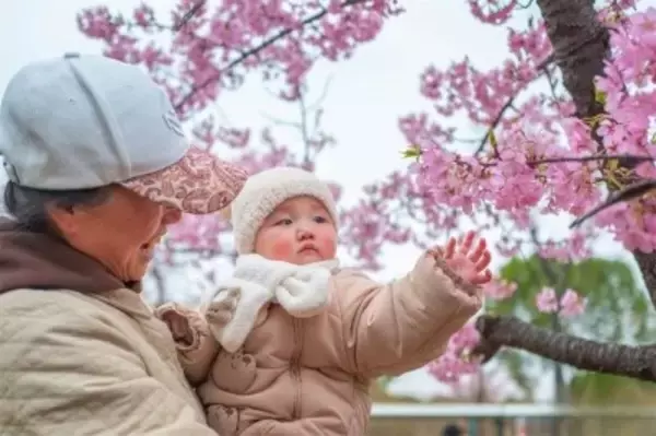 上海桜祭り開幕、「花の開花に合わせて景観を動かす」夜桜モードを初導入―中国