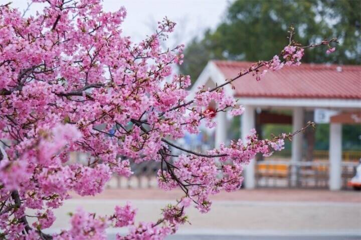 上海桜祭り開幕、「花の開花に合わせて景観を動かす」夜桜モードを初導入―中国