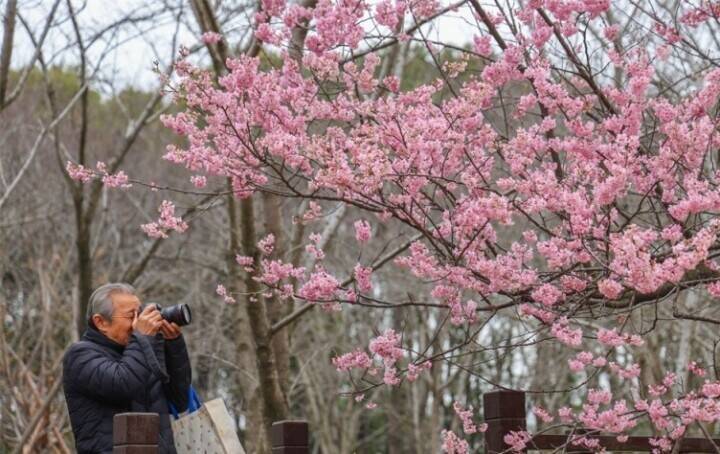 上海桜祭り開幕、「花の開花に合わせて景観を動かす」夜桜モードを初導入―中国