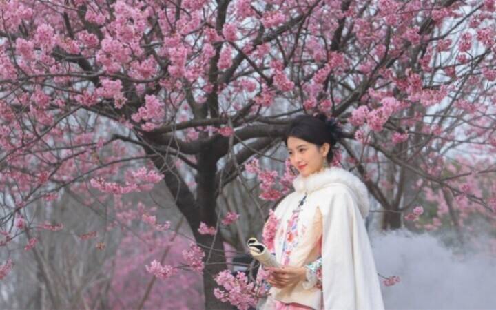 上海桜祭り開幕、「花の開花に合わせて景観を動かす」夜桜モードを初導入―中国