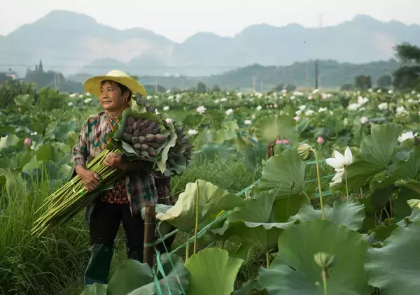 「ハスの花の季節迎えた杭州、3時間で4000本売る露店も―中国」の画像