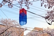 日本の「ソメイヨシノ」から済州島の「王桜」に、韓国でサクラ植え替えキャンペーン