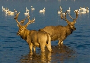 中国に再導入されて40周年迎えたシフゾウの英語名称が「MiLu」に