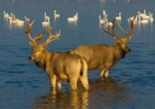 中国に再導入されて40周年迎えたシフゾウの英語名称が「MiLu」に