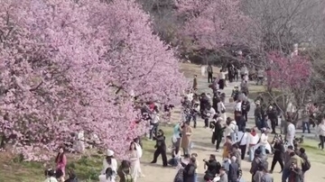 清明節3連休は花見旅行が人気、列車チケットの完売続出―中国