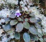「「飛べない蝶」、雲南でイワタバコ科植物の新種を発見―中国」の画像1