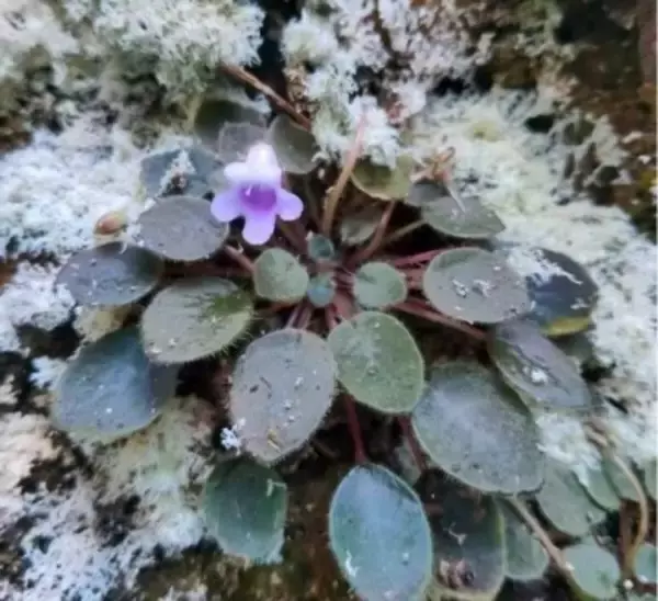 「飛べない蝶」、雲南でイワタバコ科植物の新種を発見―中国