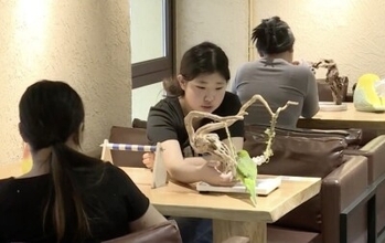 中国黒竜江省で「愛鳥ブーム」インコカフェ人気、飼育産業も活況