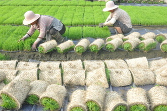 中国の三農政策、「地域の実情を踏まえて進める」を強調―中国メディア