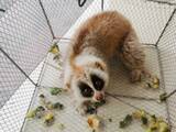 「雲南省で国家1級保護動物スローロリスが住宅地に出現―中国」の画像1