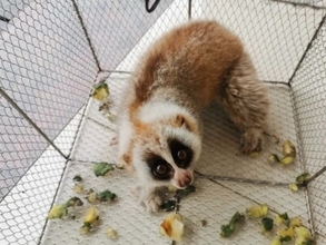 雲南省で国家1級保護動物スローロリスが住宅地に出現―中国