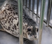 大連でゴマフアザラシ5頭を海に放流―中国