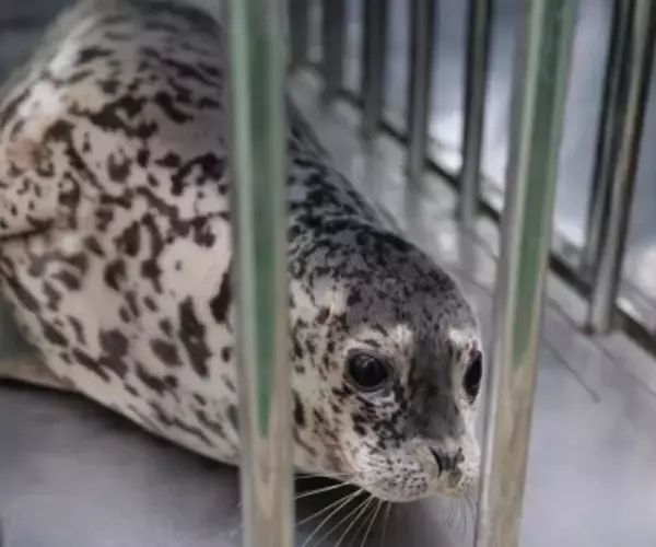 大連でゴマフアザラシ5頭を海に放流―中国