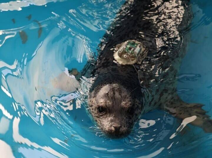 大連でゴマフアザラシ5頭を海に放流―中国