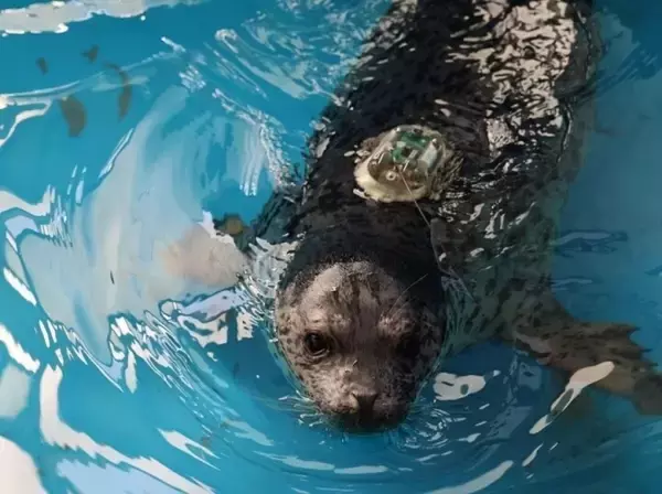 「大連でゴマフアザラシ5頭を海に放流―中国」の画像