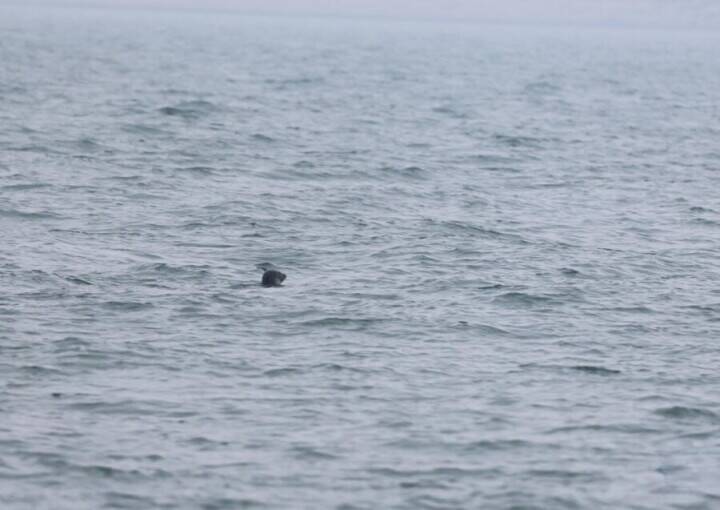 大連でゴマフアザラシ5頭を海に放流―中国