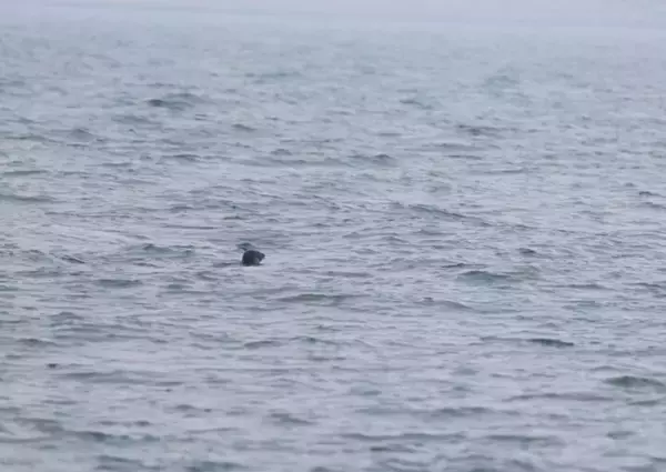 「大連でゴマフアザラシ5頭を海に放流―中国」の画像