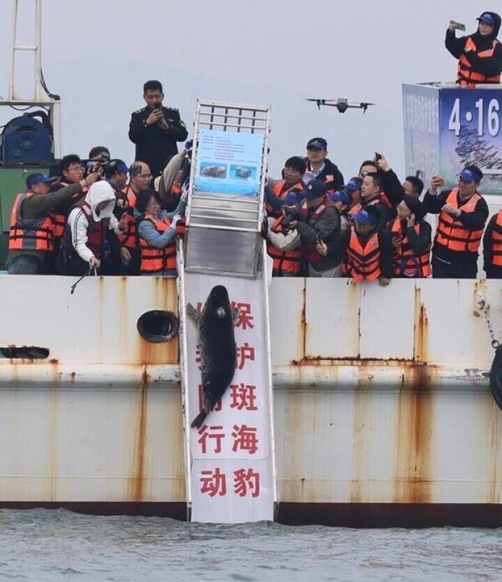 大連でゴマフアザラシ5頭を海に放流―中国