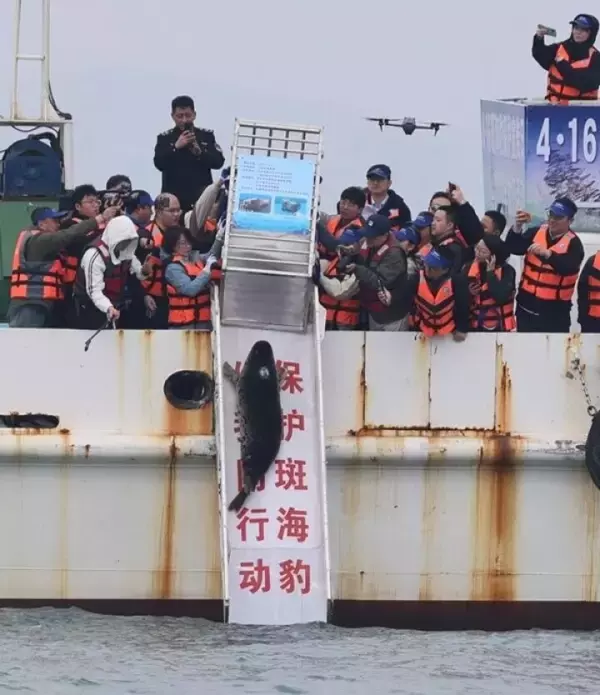 「大連でゴマフアザラシ5頭を海に放流―中国」の画像