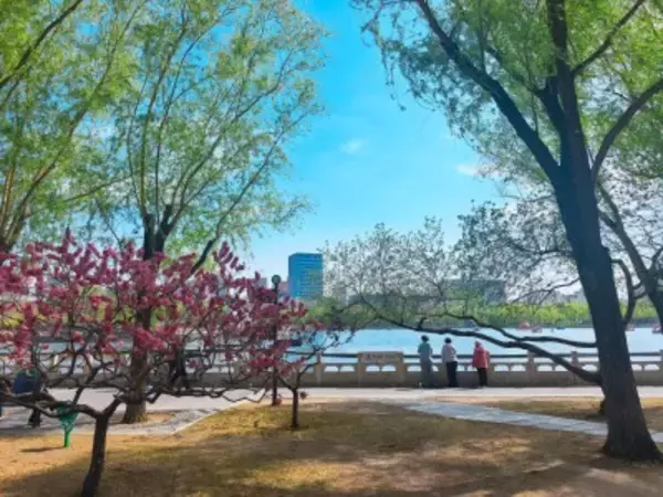 花見人気で旅行先が多様化、「春の経済」も活況―中国