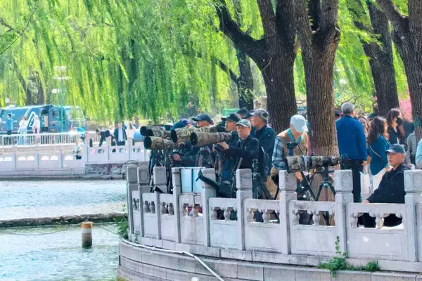 「花見人気で旅行先が多様化、「春の経済」も活況―中国」の画像