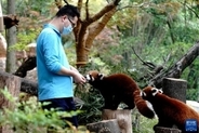 感染予防コントロール措置下の上海動物園―中国