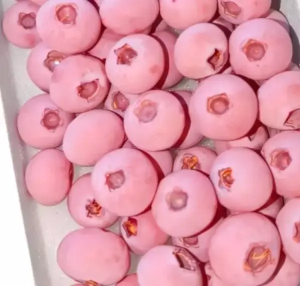 ピンク色のブルーベリー、1キロ約2万円―中国