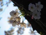 「日本への花見旅行で大切なことは？「達人」が4点をアドバイス―台湾メディア」の画像1
