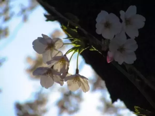 日本への花見旅行で大切なことは？「達人」が4点をアドバイス―台湾メディア