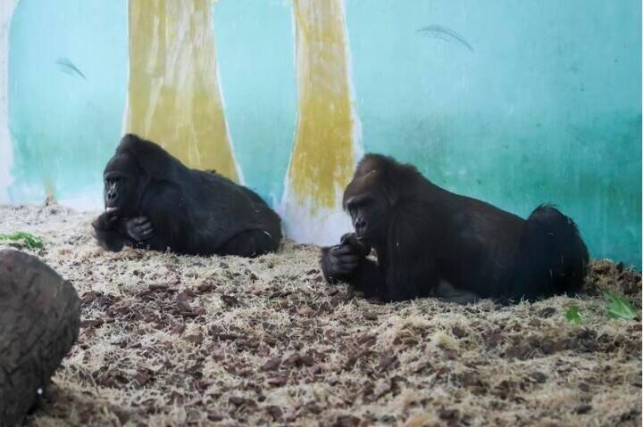 上海動物園、動物が暖かく冬を越せるよう対策強化―中国