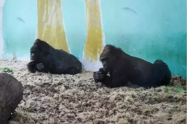 「上海動物園、動物が暖かく冬を越せるよう対策強化―中国」の画像