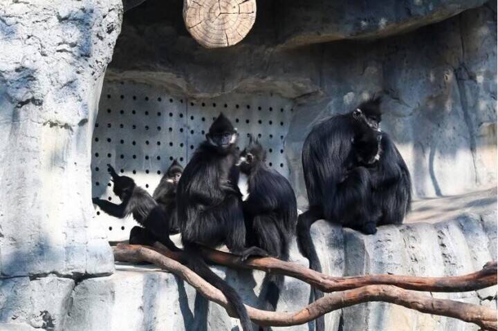 上海動物園、動物が暖かく冬を越せるよう対策強化―中国