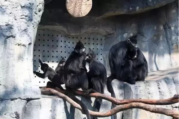 「上海動物園、動物が暖かく冬を越せるよう対策強化―中国」の画像