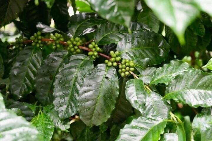 国境の町に根づく中国コーヒーの「半導体工場」、1100点以上の遺伝資源を保存―雲南省